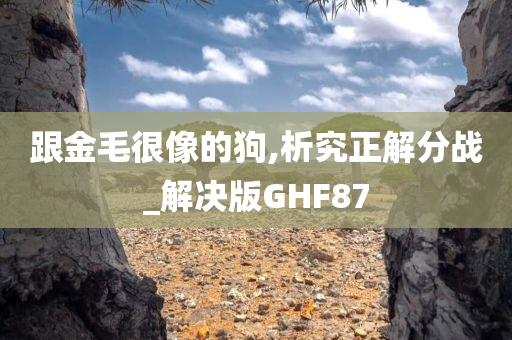 跟金毛很像的狗,析究正解分战_解决版GHF87